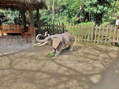 149 BIO PARC DE DOUE LA FONTAINE 7- 2016_000006